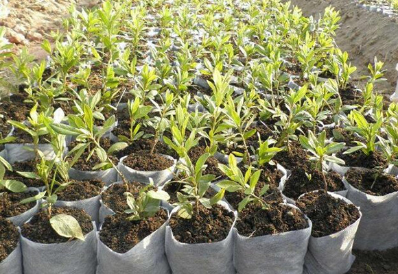 覆膜無紡布的具體使用優勢及覆膜無紡布對農業行業的作用